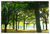 朝の公園写真