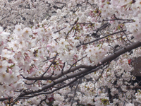 090405a.jpg