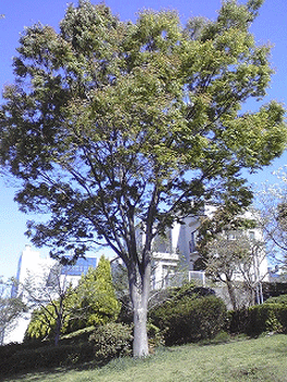 s-ST330343.jpg