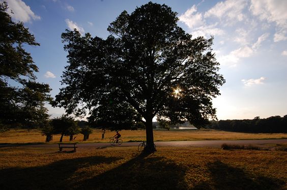 richmond-park-016_r