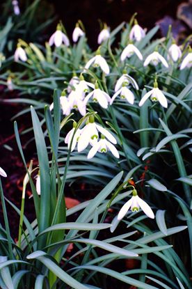 Snow Drop 016_R Snow Drop 016_R
