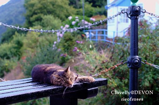 Clovelly2 cat