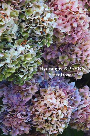Hydrangea1 Hydrangea1