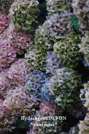 Hydrangea2 Hydrangea2