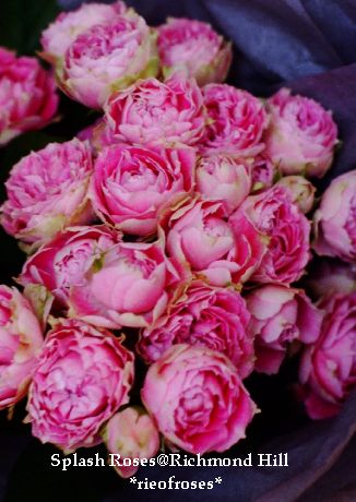 Splash Roses 003 Splash Roses 003