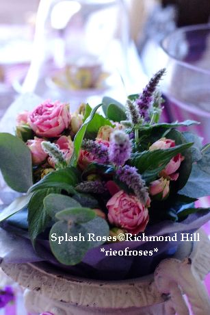 Splash Roses Splash Roses