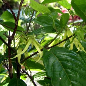 YLANGYLANG YLANGYLANG