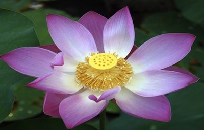 lotus pink4