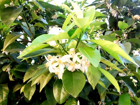 DSCF6447 DSCF6447