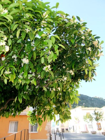 DSCF6450 DSCF6450