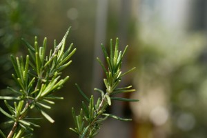 h-015 h-015