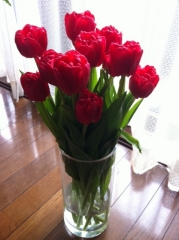 s-tulip s-tulip
