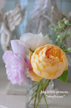 Roses 001