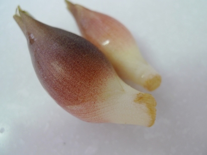 asajikan2
