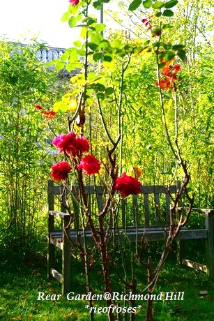 Roses