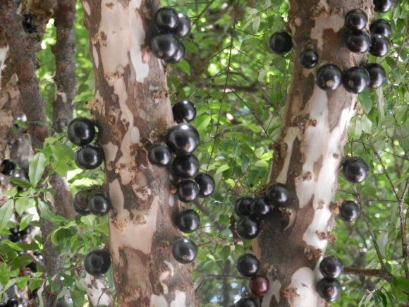 Jabuticaba 1 Jabuticaba 1