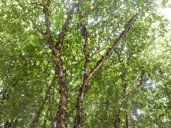 jabuticaba jabuticaba