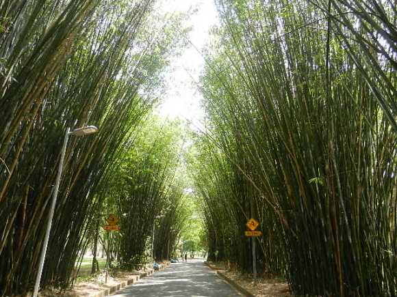 bamboo bamboo