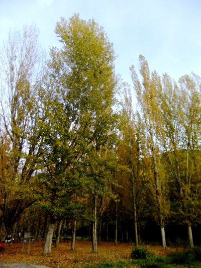 DSCF1398