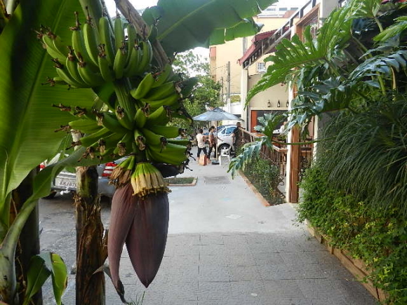 banana tree banana tree
