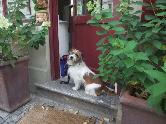 dog berlin 1 dog berlin 1