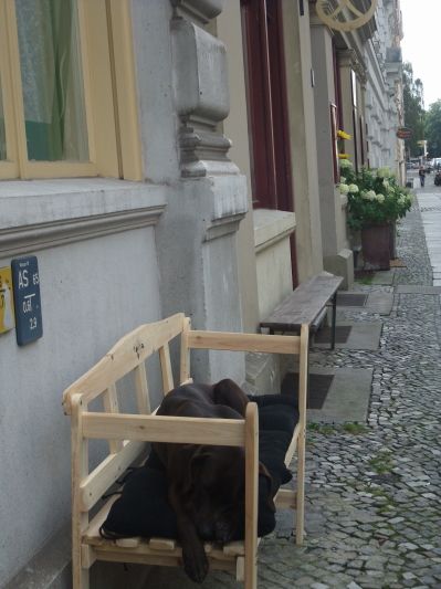 dog berlin 2 dog berlin 2
