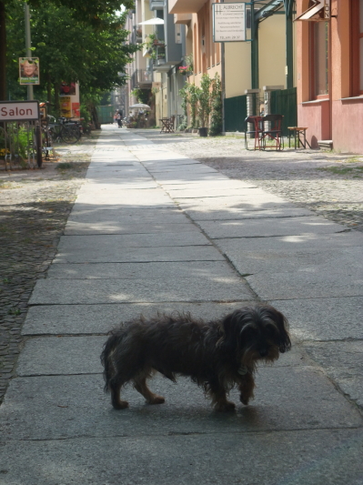 dog berlin 3 dog berlin 3