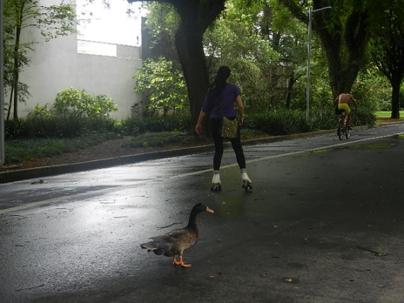 Ibirapuera 1 Ibirapuera 1