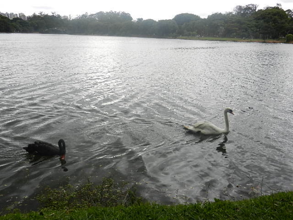 Ibirapuera Ibirapuera