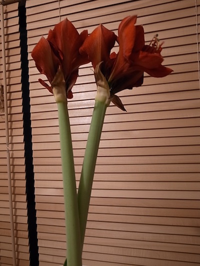 R0011516