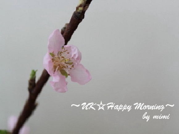 2012-03-02-2_1 2012-03-02-2_1