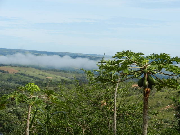 Goias manga