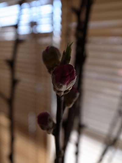 R0011785