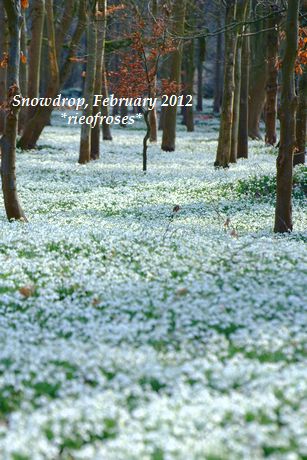 Snodrops Snodrops