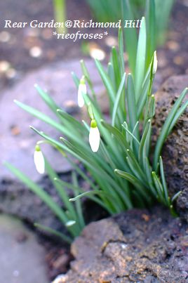 snowdrop
