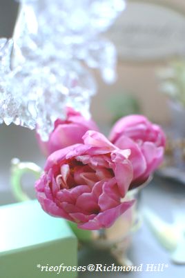 tulip