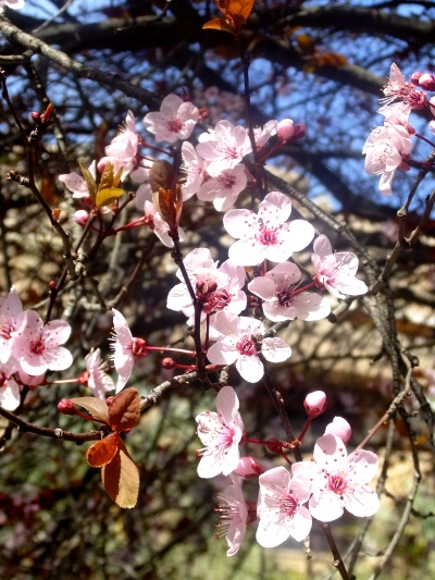 DSCF4436
