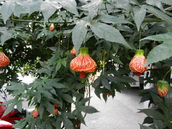 bonbori bonbori