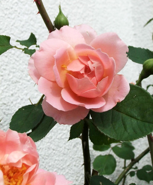 Rose Rose