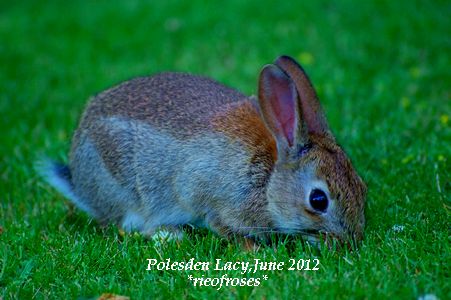 rabit rabit
