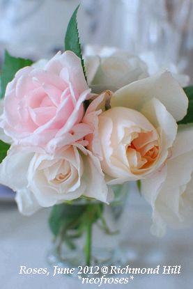 rose rose