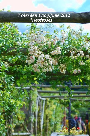 rose rose