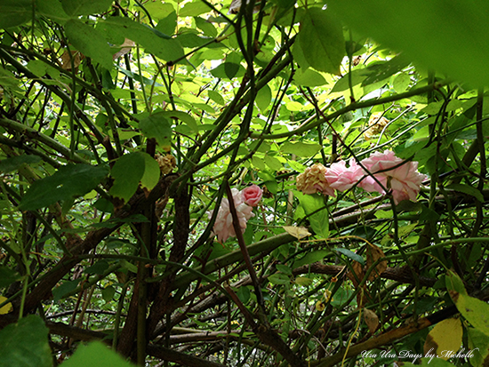 IMG_2366 IMG_2366