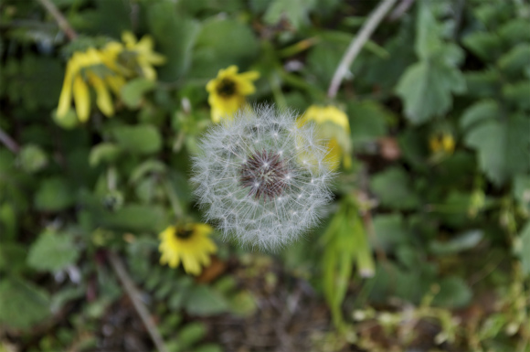DSC_0362 DSC_0362