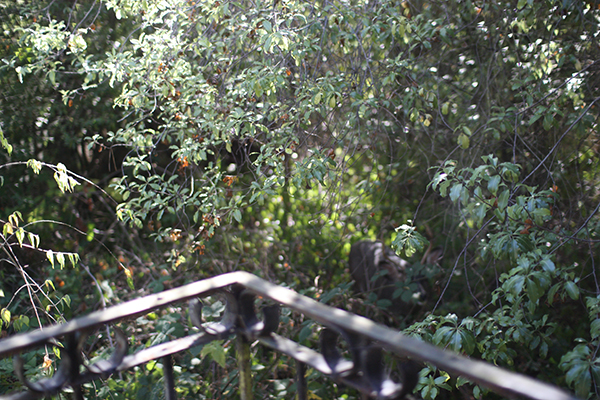 IMG_0410 IMG_0410
