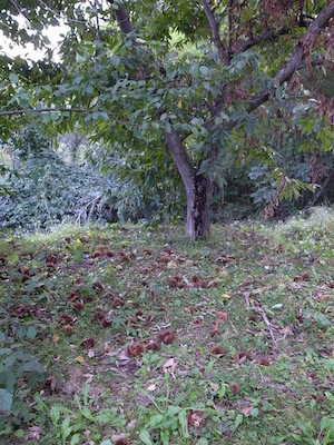 R0018972