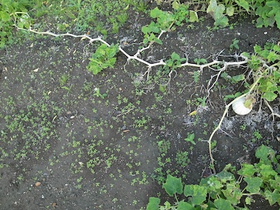 R0019065