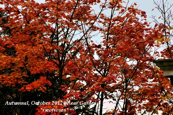 maple maple