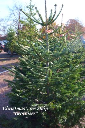 tree3 tree3