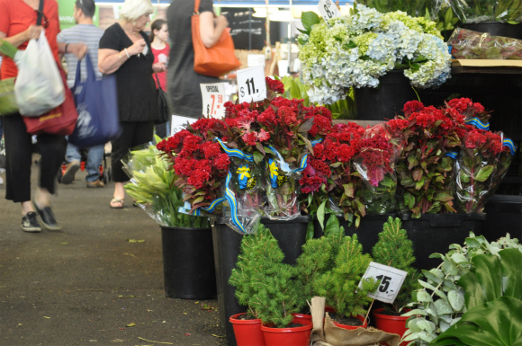 DSC_0960 DSC_0960